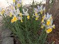 Dutch Iris / Iris x hollandica
